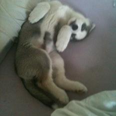 Siberian husky Aslan