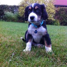 Blanding af racer Cody