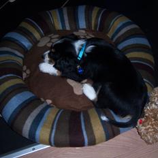 Blanding af racer Cody