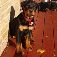 Rottweiler Vom Hause Desteny Kitta