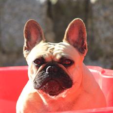 Fransk bulldog Greenhills-Bulldogs Dike Astraia