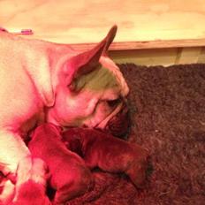 Fransk bulldog Greenhills-Bulldogs Dike Astraia