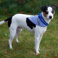 Dansk svensk gaardhund Milo Min Soulmate