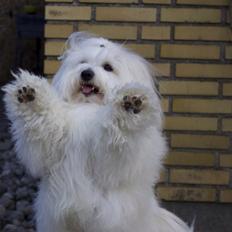 Coton de tulear BBB Chief Chingu