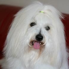 Coton de tulear BBB Chief Chingu