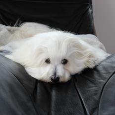 Coton de tulear BBB Chief Chingu
