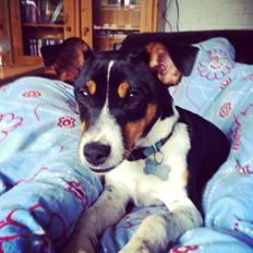 Dansk svensk gaardhund Viktor Knudsen (himmelhund )