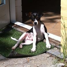 Dansk svensk gaardhund Viktor Knudsen (himmelhund )
