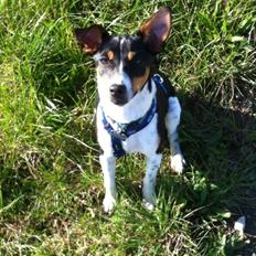 Dansk svensk gaardhund Viktor Knudsen (himmelhund )