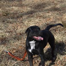 Blanding af racer Trixi (tidl hund)