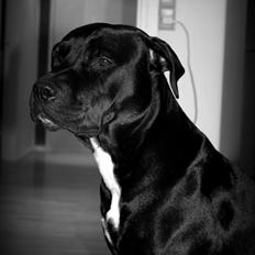 Blanding af racer Trixi (tidl hund)