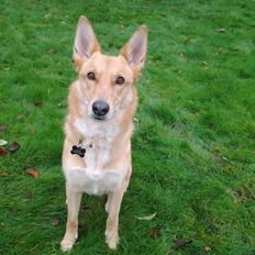 Blanding af racer Foxy Lady