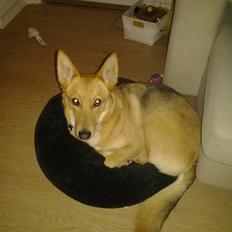 Blanding af racer Foxy Lady