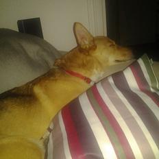 Blanding af racer Foxy Lady