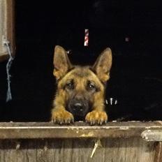 Schæferhund Oline(Tidl. Hund)
