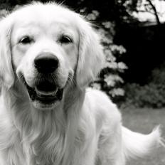 Golden retriever Margaux