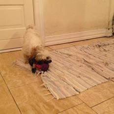 Shih tzu Madicken