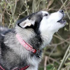 Alaskan malamute Laika *Aflivet*