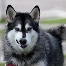 Alaskan malamute Laika *Aflivet*