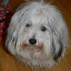 Coton de tulear Ziira