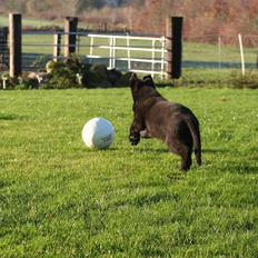 Schæferhund Jenager´s Call      "  Ghost  "