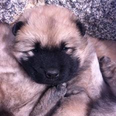 Eurasier Cato / Skovagergaards Jello