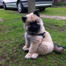 Eurasier Cato / Skovagergaards Jello