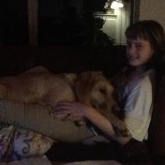 Labrador retriever Nikki