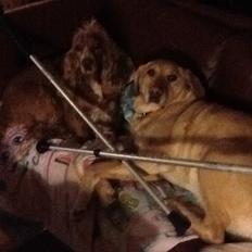 Labrador retriever Nikki