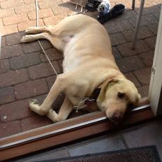 Labrador retriever Nikki