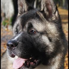 American Akita Senseo Talk that Talk *Lincoln*