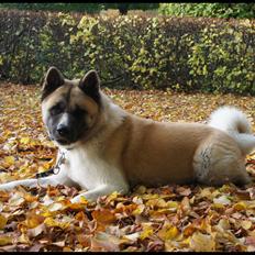 American Akita Senseo When I grow up *Fiona*