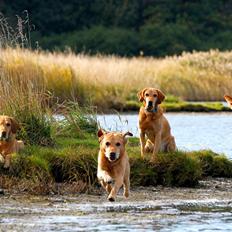 Labrador retriever Hjalte