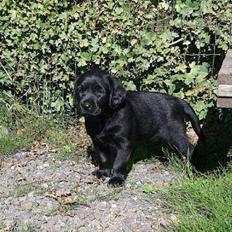 Blanding af racer Yoda