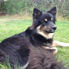 Finsk lapphund Kello Ayla