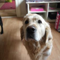 Golden retriever Benny