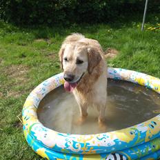 Golden retriever Benny