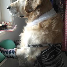 Golden retriever Benny