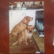 Labrador retriever Creme-Fraiche Caruso