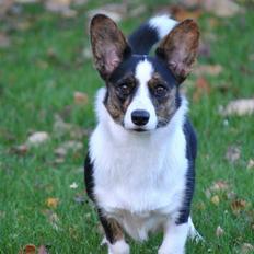 Welsh corgi cardigan Gaby