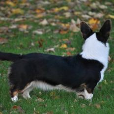 Welsh corgi cardigan Gaby