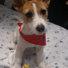 Jack russell terrier Freja