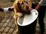 Golden retriever Murphy [har luftet]