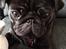 Mops Berta