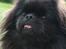 Pekingeser Milas (Elvis)