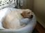 Labrador retriever Abel