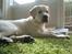Labrador retriever Abel