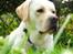 Labrador retriever Abel