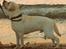 Labrador retriever Abel