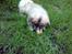 Pekingeser Jason - Stor godbid ! 